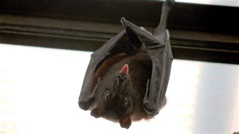 家裡有蝙蝠怎麼辦
